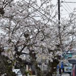 桜の開花状況