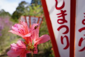 小さな花見客（安芸市・川谷さん）