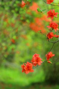 つつじgarden（安芸市・山崎さん）