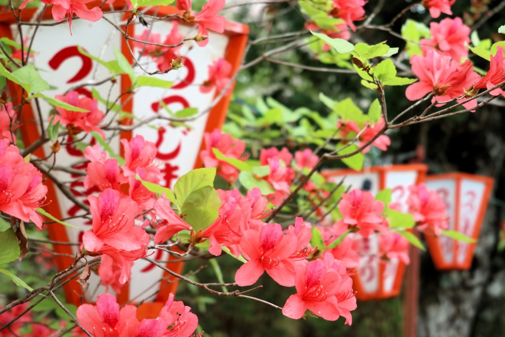 つつじまつり（香南市・田村さん）