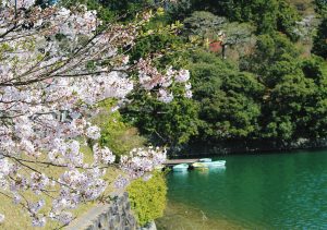 満開の水辺（安芸市・川竹さん）