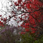 つつじの開花状況