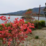 つつじの開花状況
