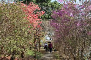 春の散策（安芸市　川竹様）