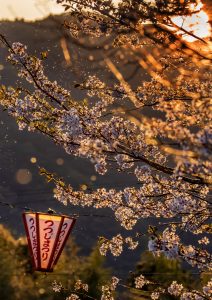 春愁う（安芸市　山﨑様）