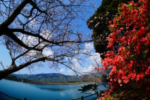 岸辺の春（安芸市　川谷様）