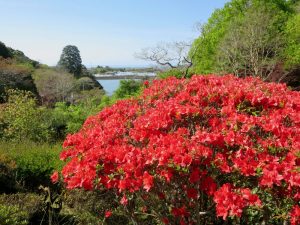 弁天池を望むつつじ（安芸市　小松様）