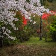 「ひとひらの花びらにつつじの赤を添えて」　香南市　石野様