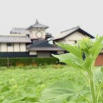 【野良時計前のひまわり】開花前