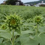 【野良時計前】開花前２