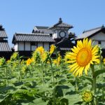 【野良時計前のひまわり】開花