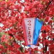 「つつじ日和」　高知市　濱口様