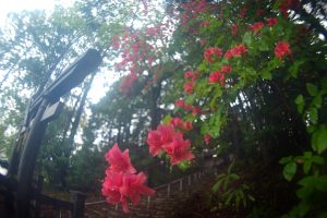 「つつじ咲く八幡宮」　高知市　黒田様