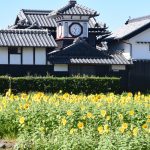 野良時計前のひまわりが咲きました。